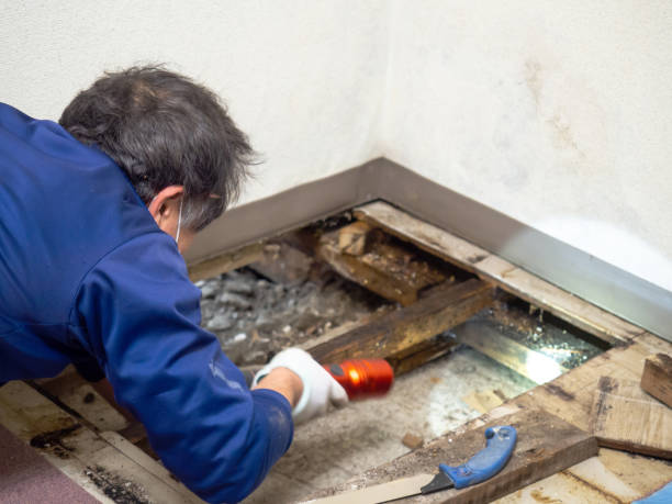 Best Mold Remediation  in Harrison, WI
