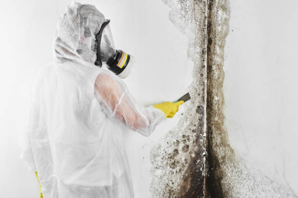 Office Mold Removal Services in Harrison, WI