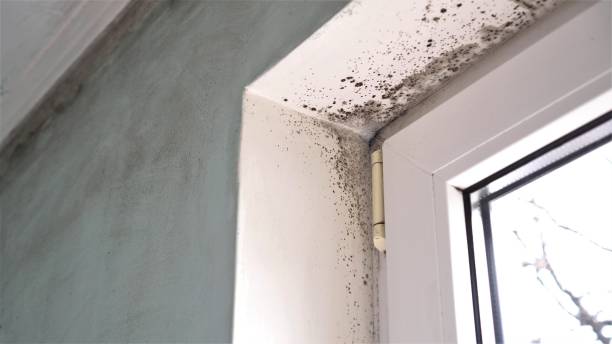 Best Mold Testing  in Harrison, WI