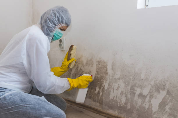 Best Mold Removal Near Me  in Harrison, WI