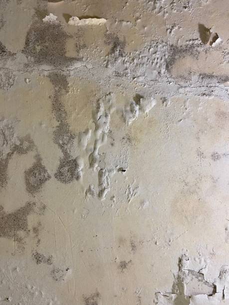 Best Mold Removal Company Near Me  in Harrison, WI