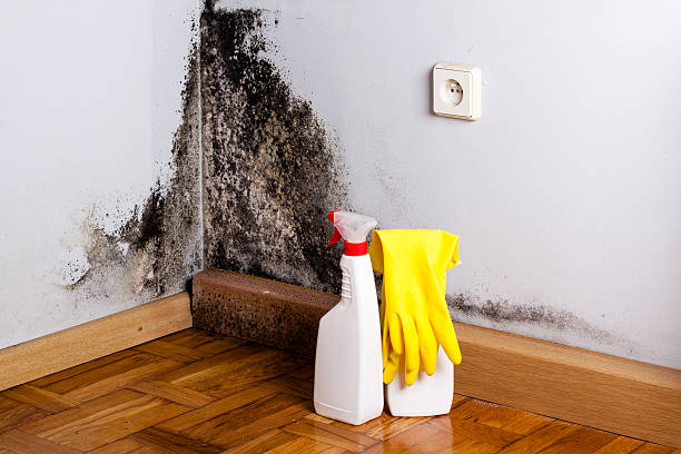 Best Attic Mold Removal  in Harrison, WI