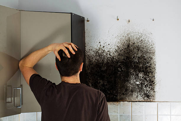  Harrison, WI Mold Removal Pros